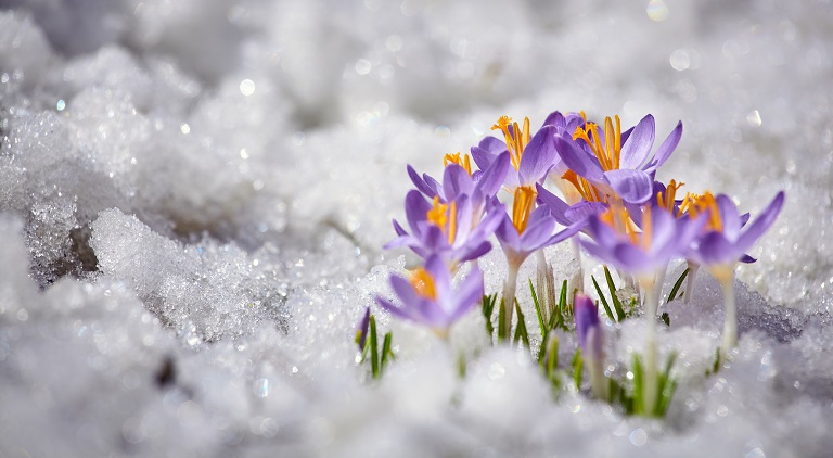 using-ice-melt-in-spring-3-things-to-consider